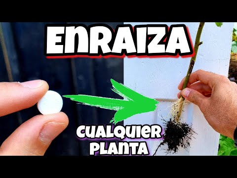 Vídeo: Pasta de citoquinina per a orquídies. Preparació i ús de pasta de citoquinina