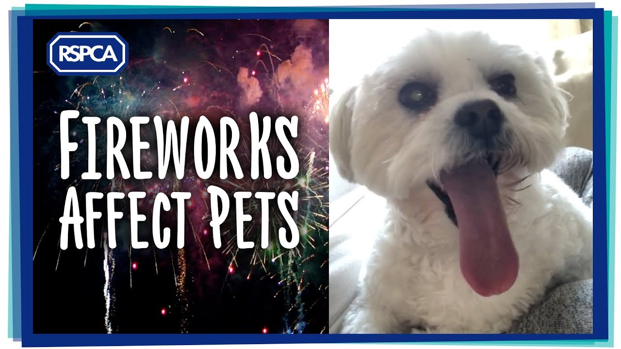 Do Fireworks Harm Dogs do-fireworks-harm-dogs