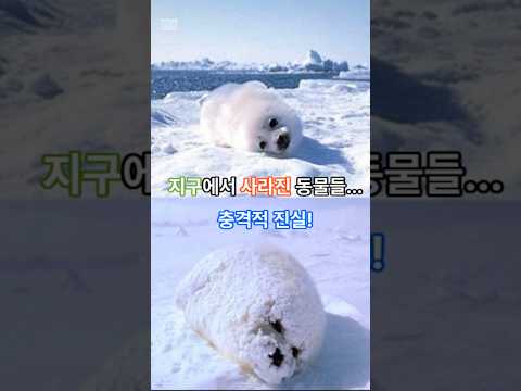 멸종위기의 동물들... 이미 멸종된 동물도 있습니다.