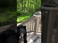 Bear Sighting in Litchfield Hills | Salisbury CT Wildlife Adventure