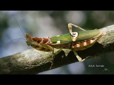 Most Amazing # Unique # Beautiful # Praying Mantises # Mantis # Top Ten Pet Mantises in the World