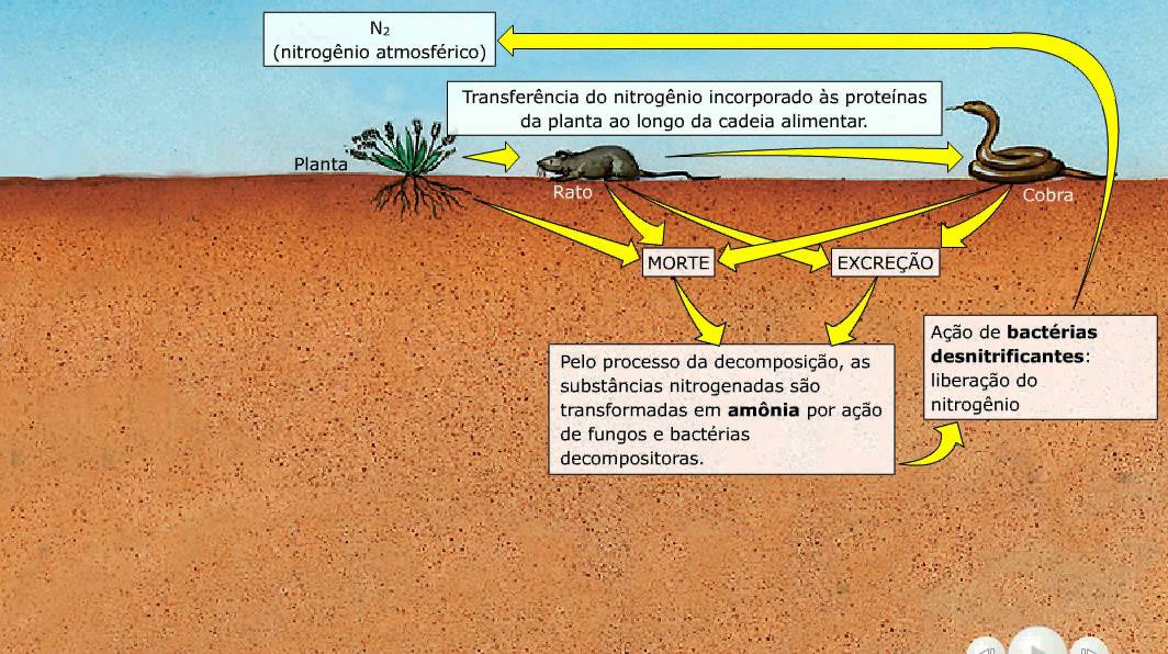Pin Em Salvamentos Rpidos Ciclo Do Nitrogenio Ciclo Do Carbono