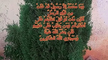 سورة آل عمران - الآية 144
