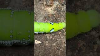 The Oleander Hawk caterpillar is a striking, voracious insect known for its bright false ‘eyespots’