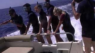 Testeu Dauphins