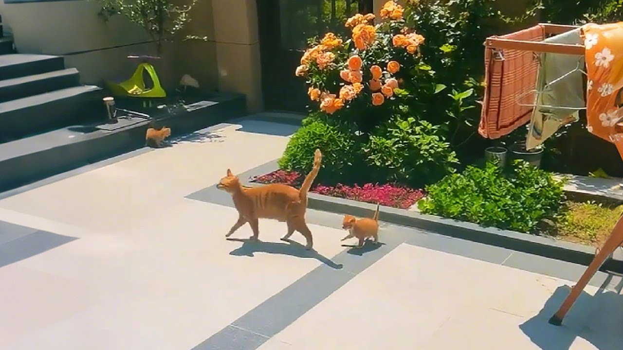 Просыпаюсь, а мой двор «захвачен» семьёй бездомной кошки!