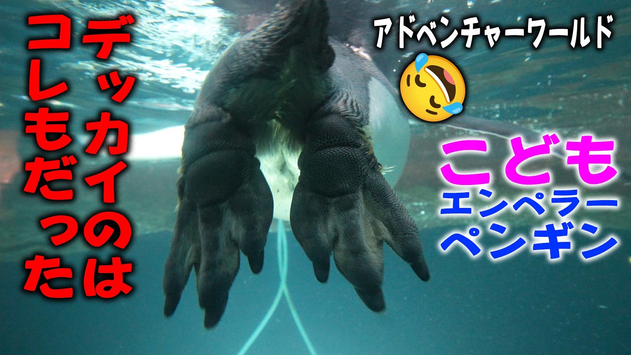 【アンヨは恐竜】パパママ監視員付きプール練習 エンペラーペンギンデッカイこども 思い出の実家なくなりました