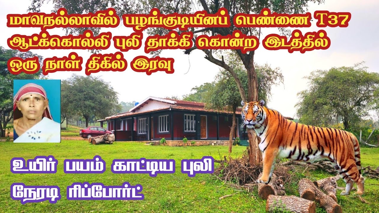 🐅🐅 Deadly Night Stay in T37 Tiger Territory at Mavanalla Village | Runnel View Resort | Jolly Trip