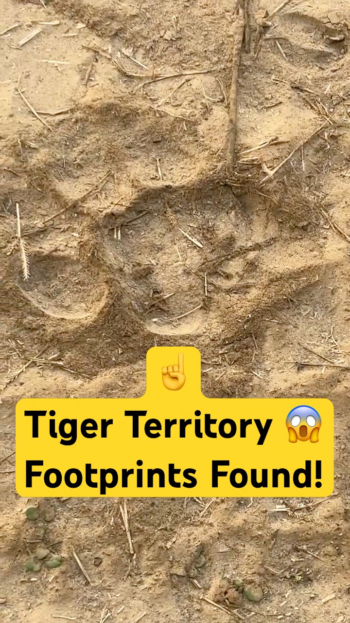Tiger Territory Alert 😱🐅 | Footprints, Deer Calls & Real Jungle Safari #Rajaji #woxygen #tiger