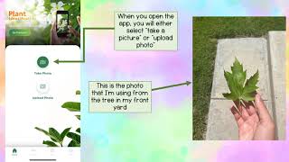 LeafSnap