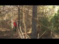Woodcock Hunting in Arkansas Woodcock Hunting in Arkansas