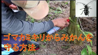 [愛媛のみかん農家が教える]　ゴマカミキリの対処方法 VLOG 20/11/27