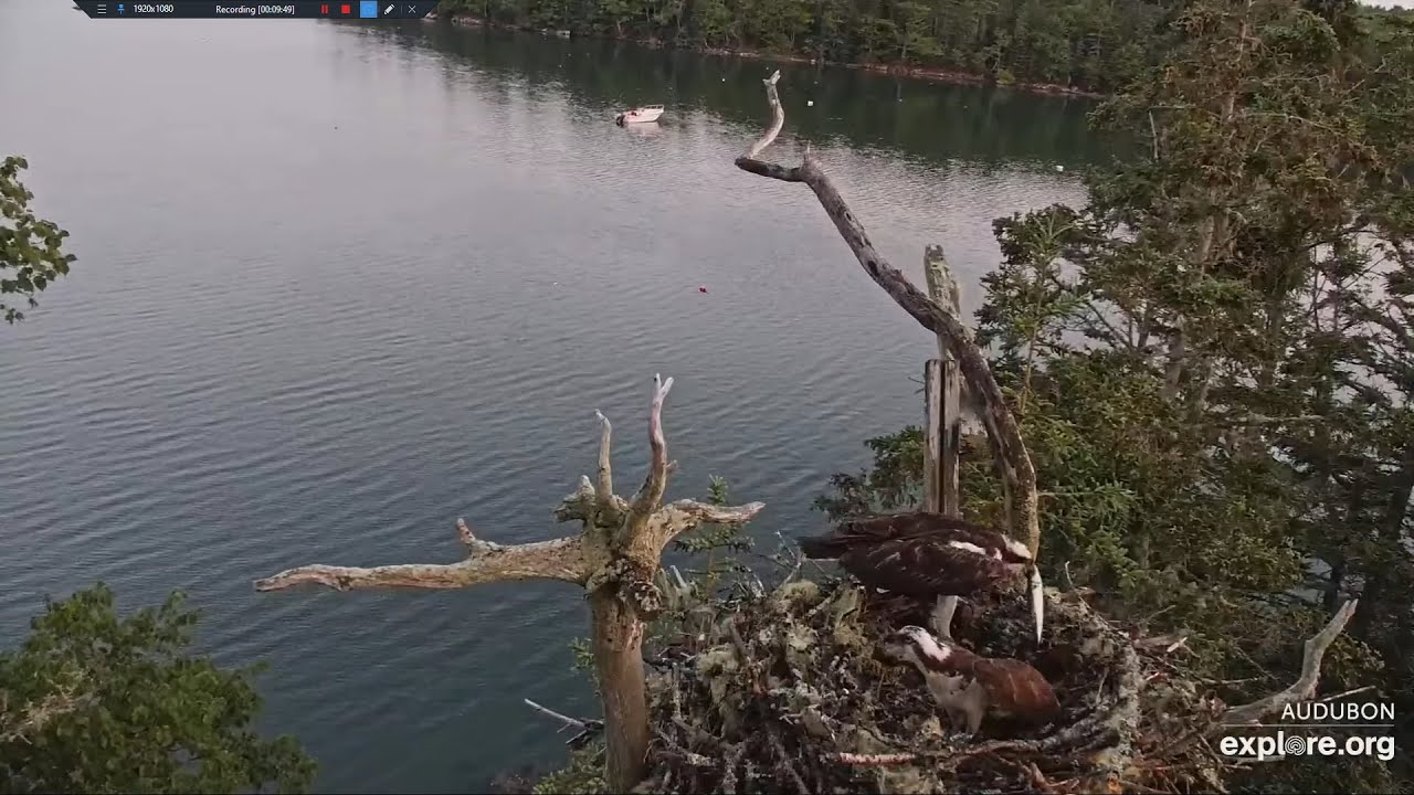 Steve has a floppy Mackerel for Callie (both views) - Hog Island Osprey ...