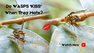 Do Paper Wasps Share Kisses? Unveiling Their Mating Rituals (Wild)