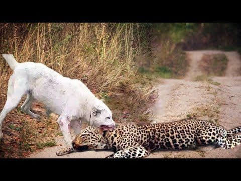 Video: Den persiske leopard. Forsvindende udsigt. Beskrivelse