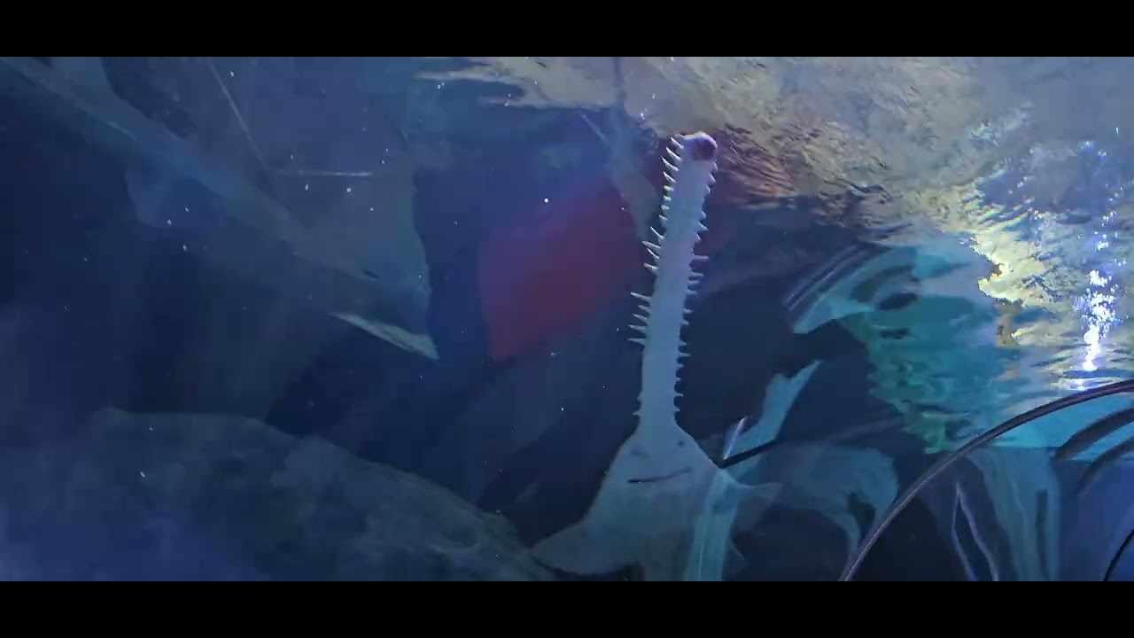 Green Sawfish Underbelly Views