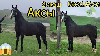 КУЧТУУ ОСПУРУМ ЧЫКТЫ ТЕЛ:+996 508 711 111.