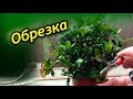 АЗАЛИЯ. Обрезка и уход после цветения!