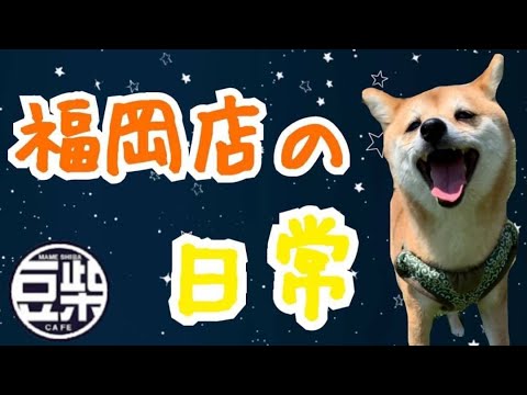 豆柴 福岡店 豆柴カフェ福岡店の日常 第1弾 Youtube