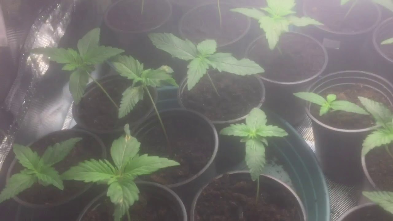 Uk auto grow 2018