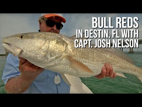 Bull Reds in