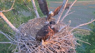 Kansas Eagles 5-23-24. Wichita \& Cheyenne's Impressive Wing Flapping; Harvey Delivers Fish Breakfast