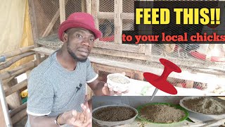 HOW TO FEED BABY LOCAL CHICKS - to grow very fast \& put on more weight.