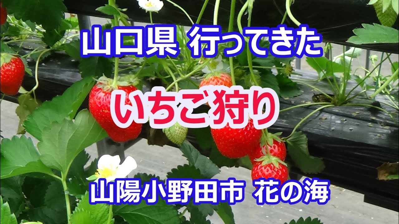 山口県行ってきた いちご狩り 花の海 山陽小野田市 Youtube 山口県行ってきた いちご狩り 花の海 山陽小野田市 Youtube