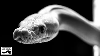 Famous Reticulated Python Update 2016 : Triple B TV - Ep.21 Wealth