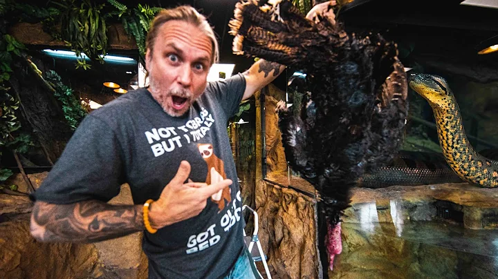 FED A 17 POUND TURKEY TO MY GIANT ANACONDA FOR THA...