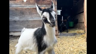 Curious goat kid playing with the camera. #babyanimals #baby #animals