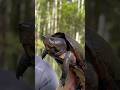 These Turtles CRUSH Their PREY! #short #shorts #turtle #reptiles