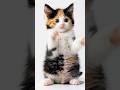 Funny cute cat ❤️😻#cat #ai #cute #funny #kitten #shorts