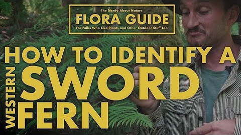 Sword Ferns - How to Identify Them!  || Nerdy About Nature Flora Guide