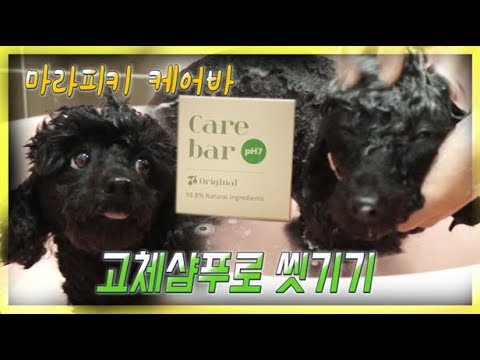 #강아지목욕시키기 (비누로 강아지 목욕을?) 고체샴푸 리얼리뷰