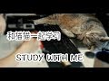 和猫猫一起学习STUDY WITH CAT