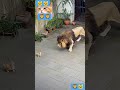 lion & cat funny