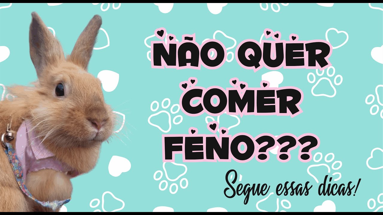 Meu coelho não quer comer feno - DICAS para seu coelho comer e gostar de feno! - Coelhando com a Meg