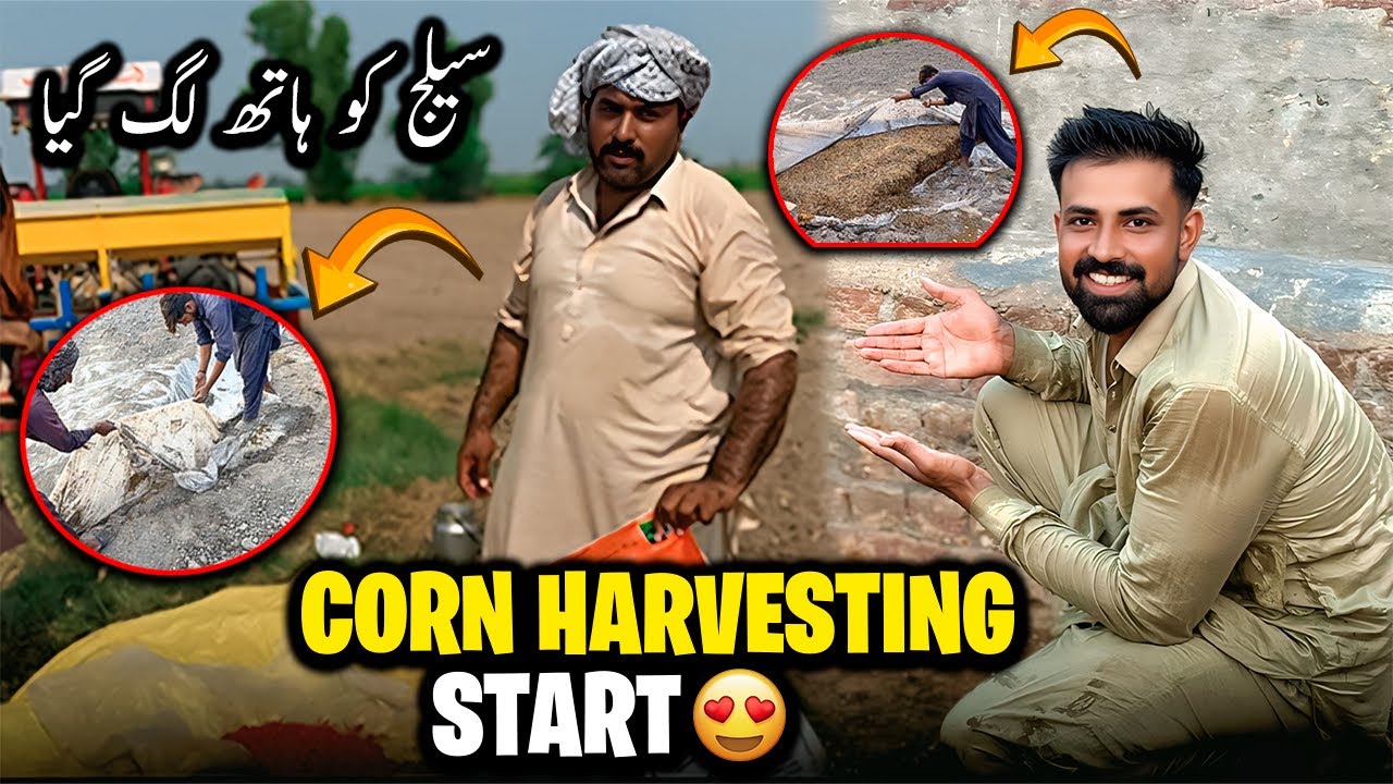 Alhumdulillah Corn 🌽 Harvesting Start | آج بہت خوش ہیں سیلج کو ہاتھ لگ گیا