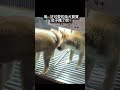 嗚～好可愛的柴犬寶寶，肚子餓了吧？ ｜Taiwan台灣 美食 日常 #shorts #美食推薦 #台灣 #fyp #dog
