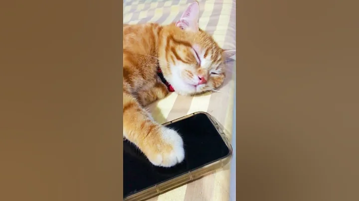 Video 8505981: scottish fold cat sleeping