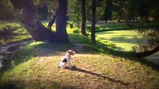 The Wire Fox Terrier Dog tricks