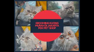 GROOMING KUCING MURAH DI JAKARTA | MOCHI MANDI GUYS!!