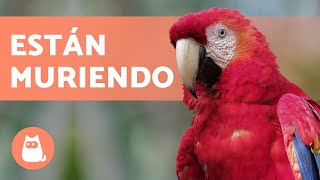 10 animales en PELIGRO de EXTINCIÓN en MÉXICO