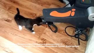 Котенок из приюта знакомится с новым домом | the woman took from a shelter kitten Котенок из приюта знакомится с новым домом | the woman took from a shelter kitten