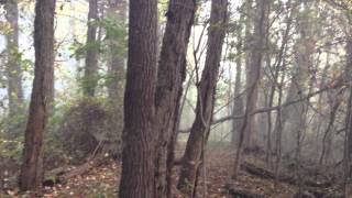 Birds, Bugs, And Bare Feet