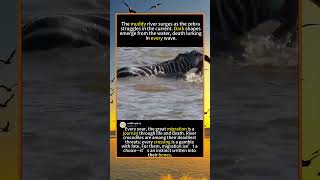 Zebra vs Crocodile: A Fight for Survival #GreatMigration #ZebraVsCrocodile
