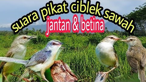 SUARA PIKAT CIBLEK SAWAH  jantan dan betina. pancingan ciblek cepat ngebren