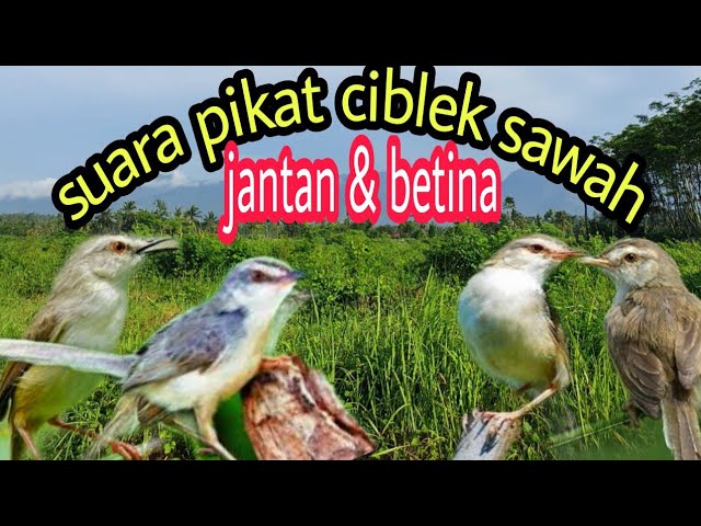 SUARA PIKAT CIBLEK SAWAH  jantan dan betina. pancingan ciblek cepat ngebren class=