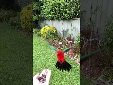 King Parrot flying in slow motion #kingparrot #parrot #slowmotion